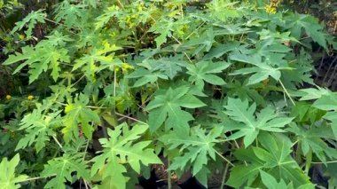 Genç Papaya Tohumları Siyah Plastik Çocuk Torbaları 'nda büyüyor