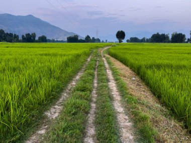 Kirli Yollu Kırsal Yeşil Tarım Alanı ve Swat 'ta Elektrik Aktarım Kulesi.