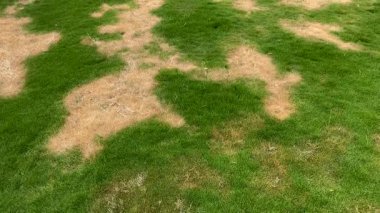 Kahverengi ve Yeşil Çimenli Yamuk Çim Kuraklık Stresini Gösteriyor