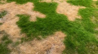 Kahverengi Çimenli ve Yeşil Çimenli Yamuk Çim. İhmal Edilmiş Çimen Konsepti