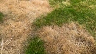 Kahverengi ve Yeşil Çimenli Yamuk Çim Kuraklık Stresini Gösteriyor