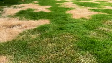 Kahverengi Çimenli ve Yeşil Çimenli Yamuk Çim. İhmal Edilmiş Çimen Konsepti.