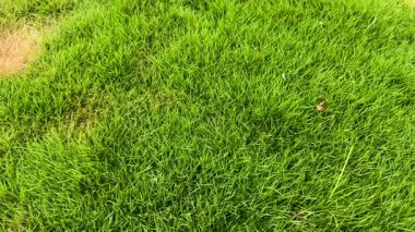 Sağlıklı ve Ölü Çimenler Arasında Keskin Böl. Çim Bakımı ve Çevresel Karşıtlık