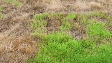 Yeni Yeşil Çimen Kurumuş Çimlerde Büyüyor