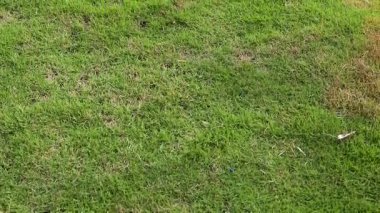 Green Grass Lawn with Irregular Brown Patches