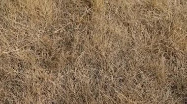 Dried Brown Grass Top Down View