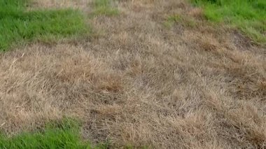 Dried Grass Patches in Green Lawn