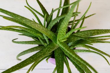 Aloe Vera Bitkisi 'nin baştan aşağı yakın çekimi Su Damlacıklarıyla Kalkıyor