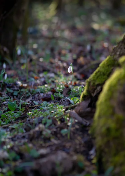 Yumuşak, kırılgan kar damlası galanthus ormandaki ıssız topraklarda izole edilmiş beyaz çiçek.