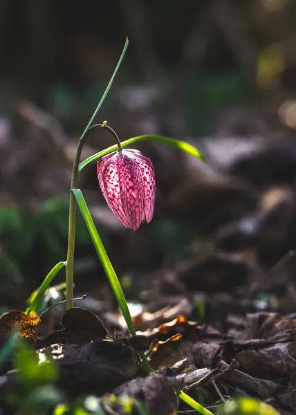 Nadir bulunan kırılgan yılanın kafasının fritillarisi, fritillaria meleagris arzulanan yaban çiçeği. Laleaua pestrita