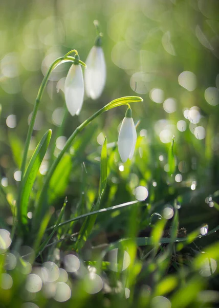 Nahaufnahme Von Zarten Zerbrechlichen Schneeglöckchen Galanthus Isoliert Wald Wildnis Regentropfen Stockbild