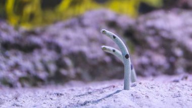 Heteroconger hassi tek başına okyanus tabanındaki deniz yaşamında kumdan çıkan benekli bahçe yılan balığı balığı tespit etti.