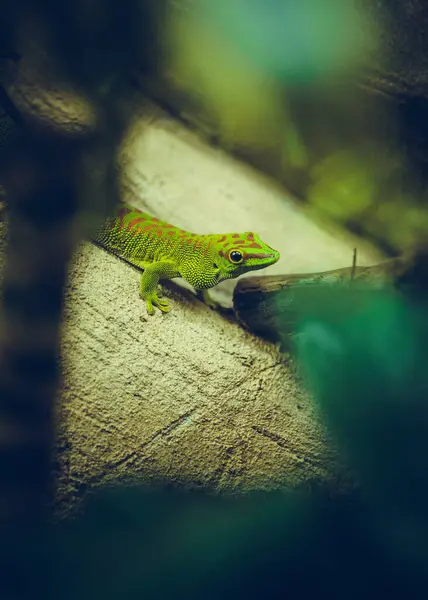 Nahaufnahme Porträt Eines Reptils Das Sich Seinem Natürlichen Lebensraum Versteckt lizenzfreie Stockbilder
