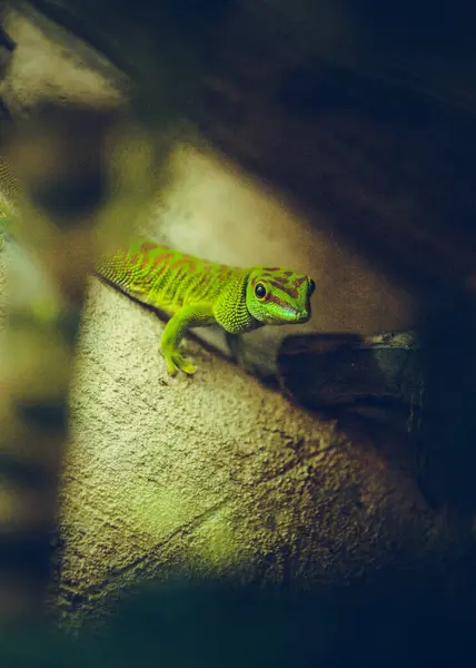Nahaufnahme Porträt Eines Reptils Das Sich Seinem Natürlichen Lebensraum Versteckt Stockbild