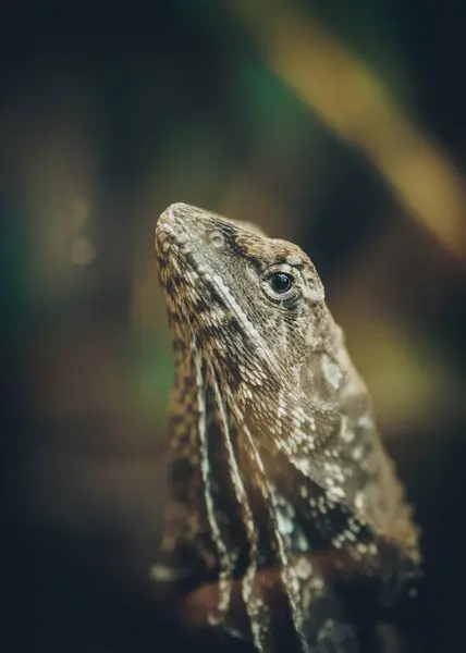 Nahaufnahme Porträt Eines Reptils Das Sich Seinem Natürlichen Lebensraum Versteckt lizenzfreie Stockfotos