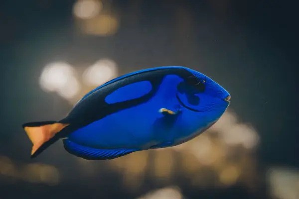 Paracanthurus Hepatus Regal Blue Hippo Tang Beliebtesten Meerwasseraquarienfische Dory Fish lizenzfreie Stockfotos