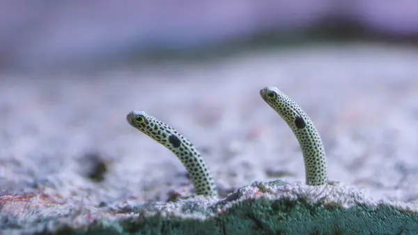 Heteroconger Hassi Gefleckter Gartenaal Fische Aus Sand Einzelnen Höhlen Meeresboden lizenzfreie Stockbilder