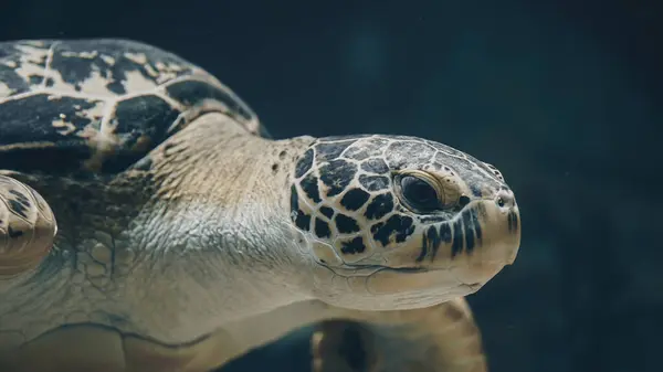 Nahaufnahme Einer Unterwasserschildkröte Stockfoto
