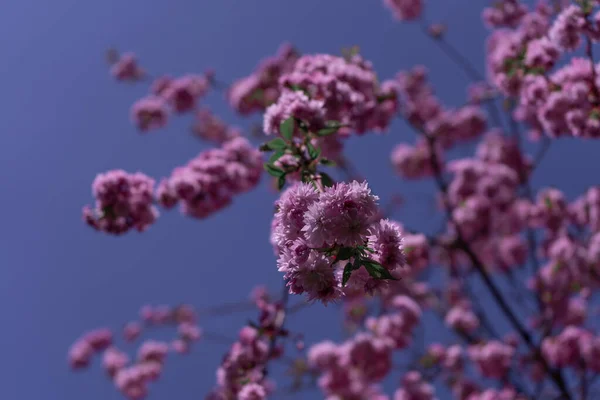 Sakura Bloesem Het Voorjaar — Stockfoto