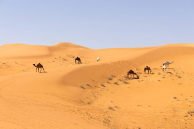 Suudi Arabistan 'daki kırmızı kum çölünde develer koşuyor.
