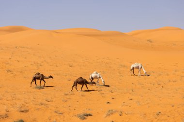 Suudi Arabistan 'daki kırmızı kum çölünde develer koşuyor.