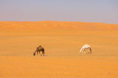 Suudi Arabistan 'daki kırmızı kum çölünde develer koşuyor.