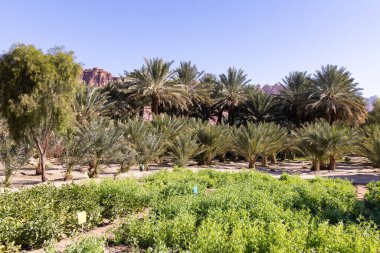 Suudi Arabistan 'daki Al Ula vahası.