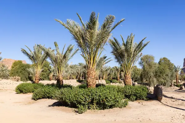 Suudi Arabistan 'daki Al Ula vahası.