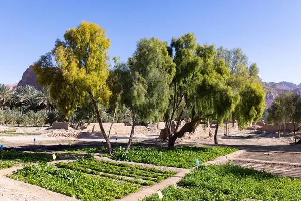 Suudi Arabistan 'daki Al Ula vahası.