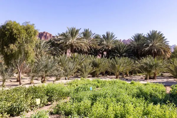 Suudi Arabistan 'daki Al Ula vahası.