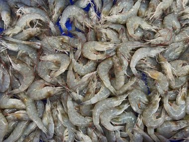 Taze Çiğ Karides Deniz Ürünleri Yığını Yüksek Açı Çekimi Mutfak Arkaplanı, Restoran Menüsü ve Piyasa Görünümü Kullanımı için Buz