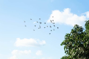 Güvercinler mavi ve bulutlu gökyüzü ile özgürce uçar.