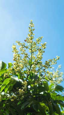 Bahçedeki mavi gökyüzü Longan 'ın çiçeği
