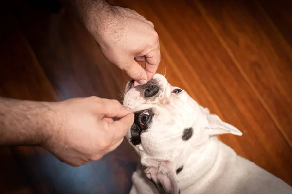 Human giving treats to French Bulldog