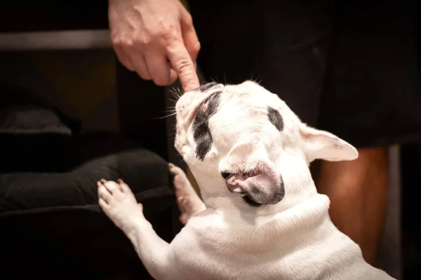 Human giving treats to French Bulldog