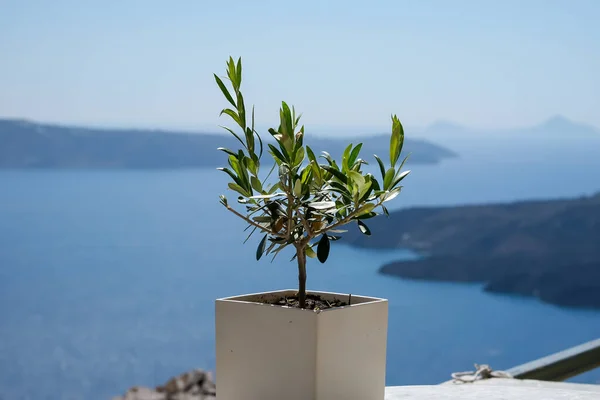 View of a small olive tree in a vase and the famous volcano of Santorini in the background