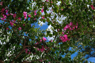 Looking up at a beautiful arbor full of pink flowers in Ios Greece and a blue sky in the background