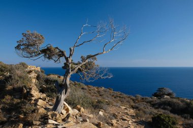 View of a single tree overlooking the Aegean Sea in Ios Greece