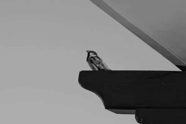 Blick Auf Einen Einzelnen Sperling Der Schwarz Weiß Auf Einem — Stockfoto