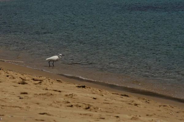 Vista Pequeno Egret Praia Mylopotas Ios Grécia — Fotografia de Stock