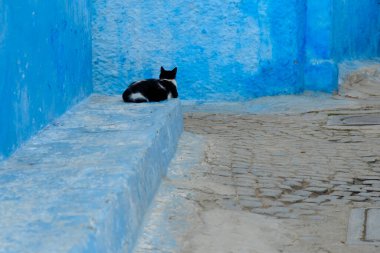Rabat Fas 'taki ünlü Kasbah bölgesinde mavi bir duvarın yanında oturan tek bir siyah kedi görülüyor.