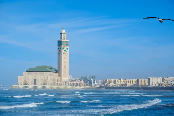 Hasan 2 adlı güzel camiyi ve Casablanca Fas 'ta uçan bir martı manzarası.