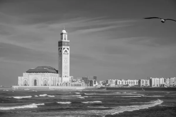 Vista Bela Mesquita Hassan Uma Gaivota Voando Casablanca Marrocos Preto — Fotografia de Stock
