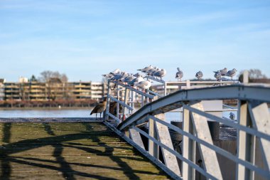 Bonn Almanya 'daki Rhein nehrinde bir grup martı görülüyor.