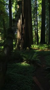 Gizemli Karanlık Orman, Ağaçlar Arasında Güneş Işınları, Fern, Patika, Park, Doğa - Dikey Video