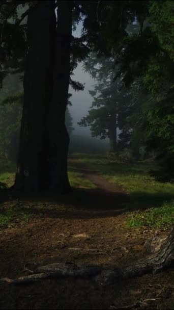 Mystical Dark Forest Horror Fear Shadows Trail Park Nature Vertical — Stock Video