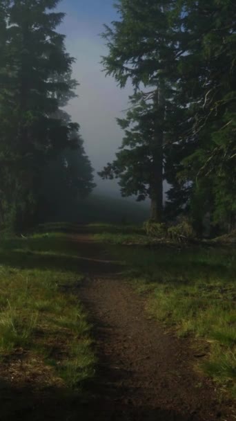 Mystical Dark Forest Horror Fear Shadows Trail Nature Park Vertical — стокове відео
