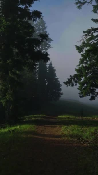 Mystical Dark Forest Horror Fear Shadows Park Trail Nature Vertical — стокове відео