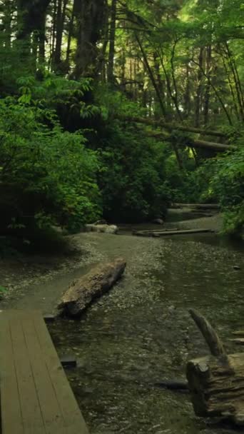 Мистический Темный Лес Fear Shadows Creek Trail Park Nature Видео — стоковое видео