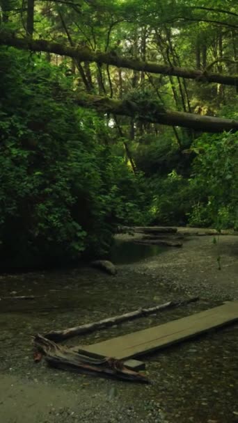 Mystical Dark Forest Fear Shadows Creek Trail Nature Park Vertical — стокове відео